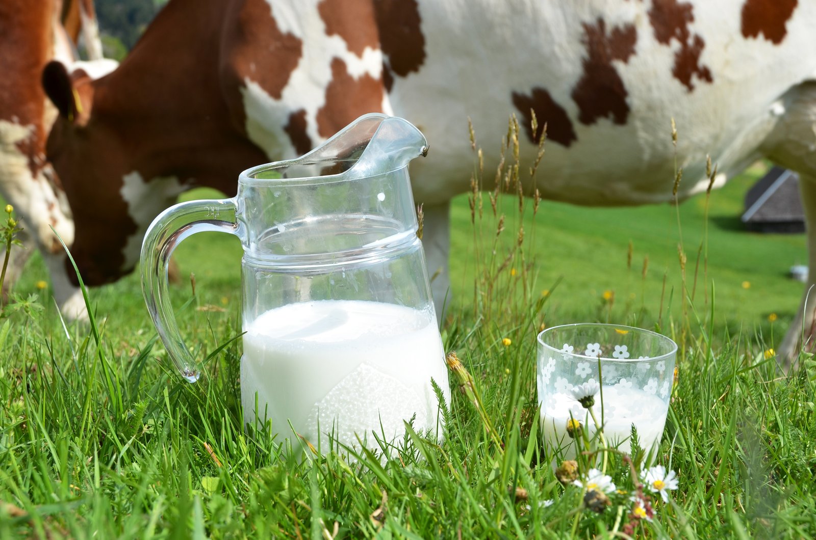 Молоко коровье деревенское
